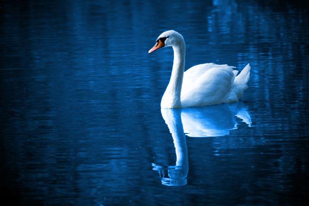 swan reflection |
